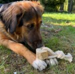 Dingo Psia-Kawka Gryzak z drewna kawowego sznur 1 węzeł 15cm - obrazek 3