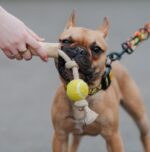 Dingo Psia-Kawka Gryzak z drewna kawowego sznur z piłką tenisową 33cm - obrazek 4