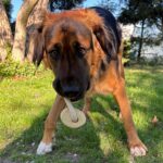 Dingo Psia-Kawka Gryzak z drewna kawowego sznur 1 węzeł 15cm - obrazek 4