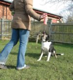 Pet Corrector 200ml - obrazek 3